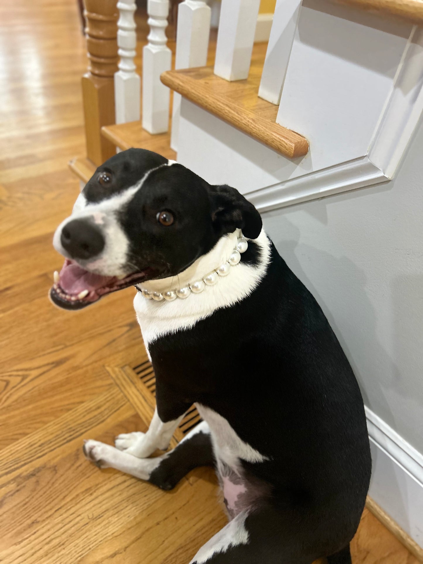 Pearl Beaded Dog Collar