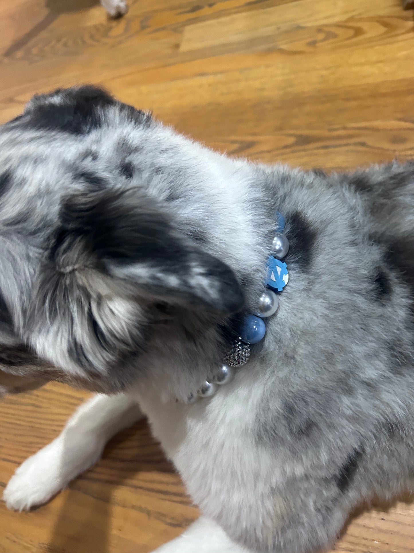 UNC University of North Carolina TarHeels Custom Dog Collar