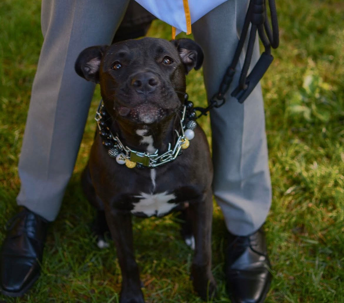 Appalachian State Mountaineers Custom Beaded Dog Collar