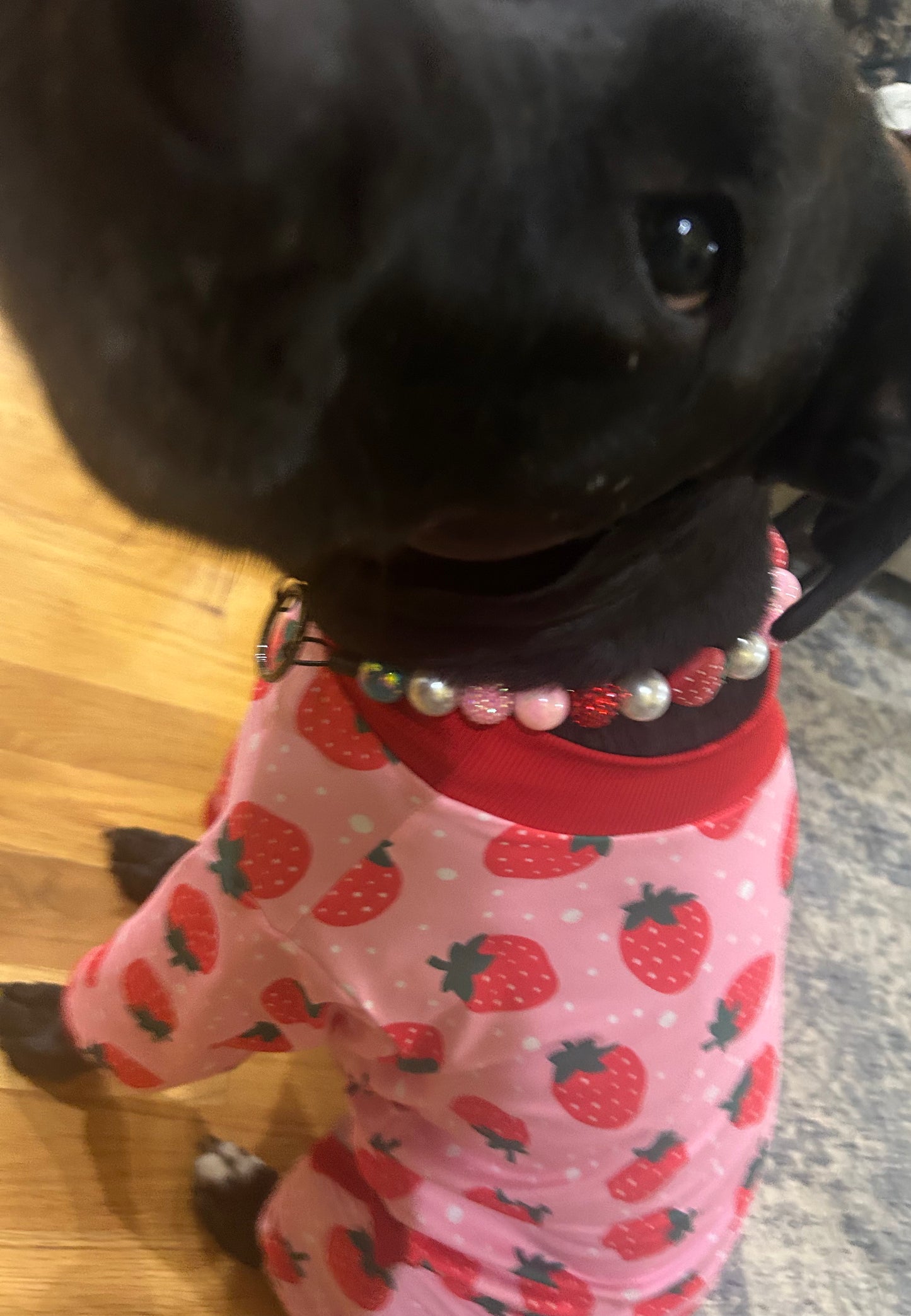 Custom Strawberry Themed Pet Collar