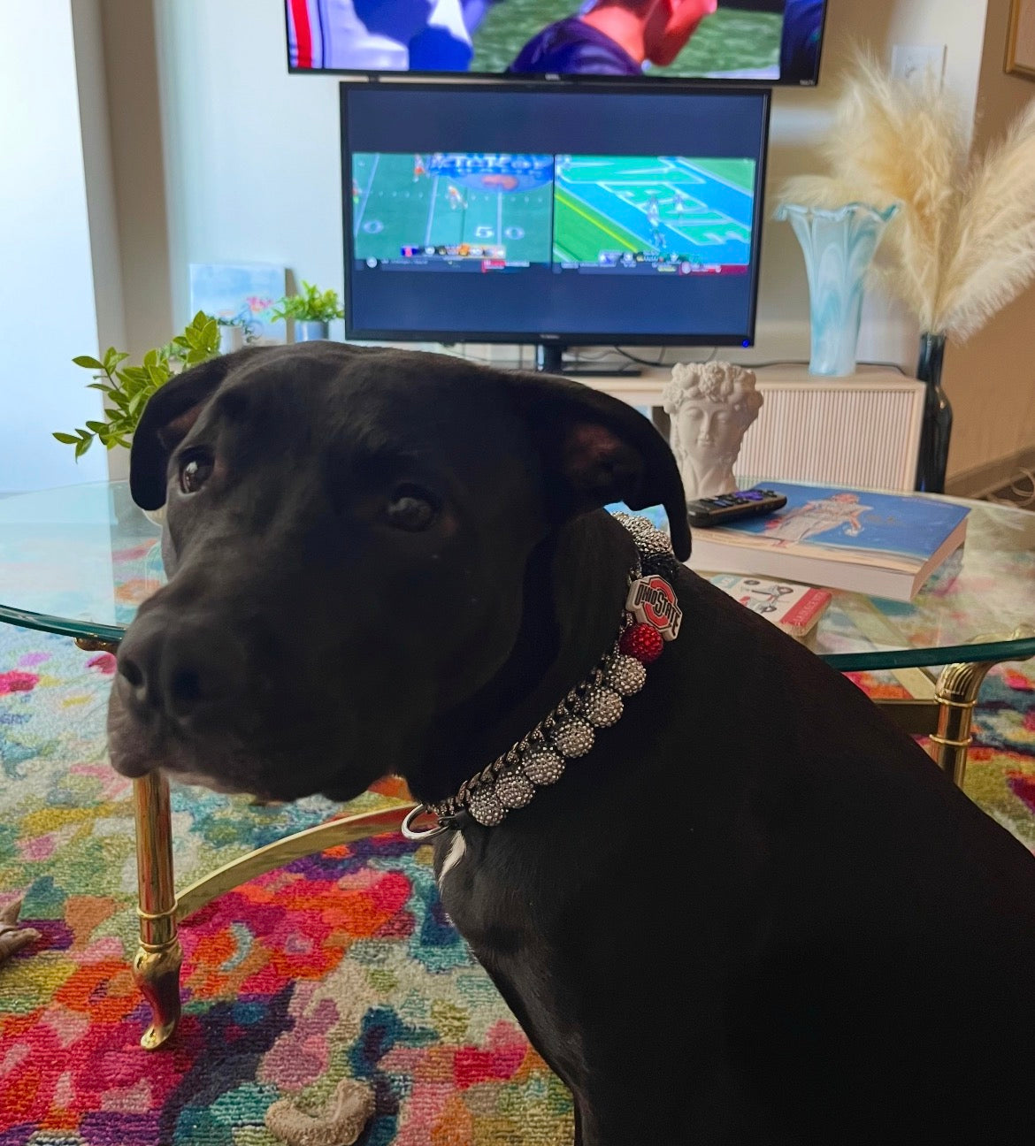 Ohio State Buckeyes Custom Beaded Dog Collar